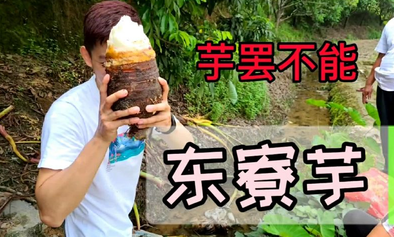玉润金香：一颗芋头的千年修行